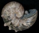 / Hoploscaphites Nodosus Ammonite #6126-1